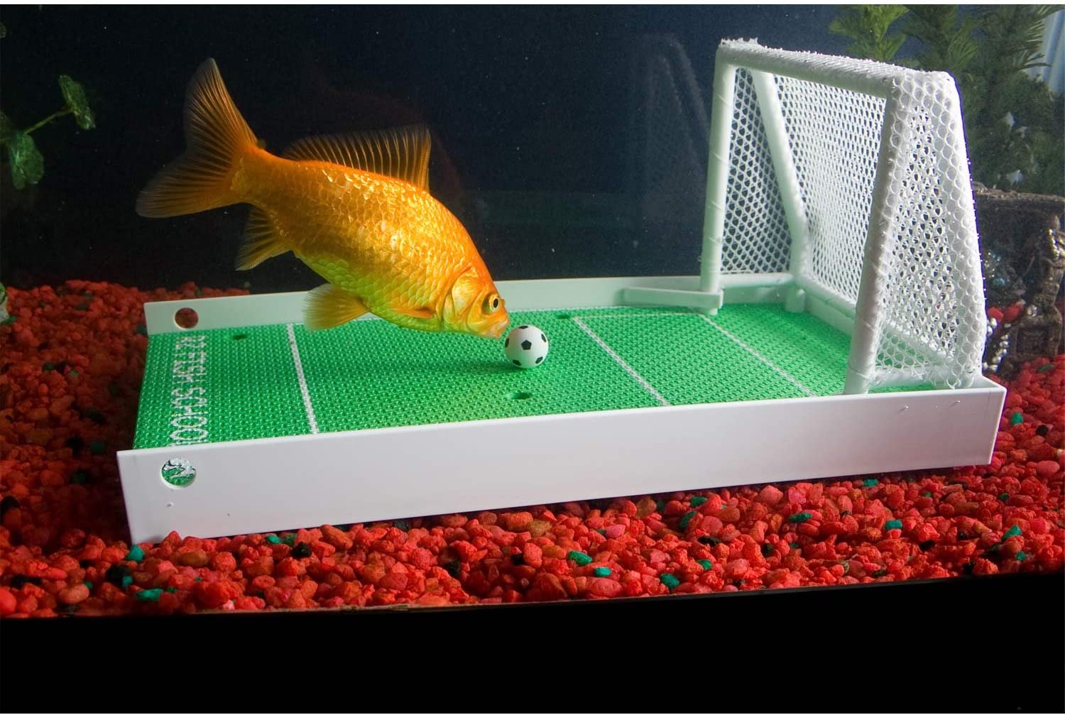 R2 Fish School Complete Fish Training Kit
