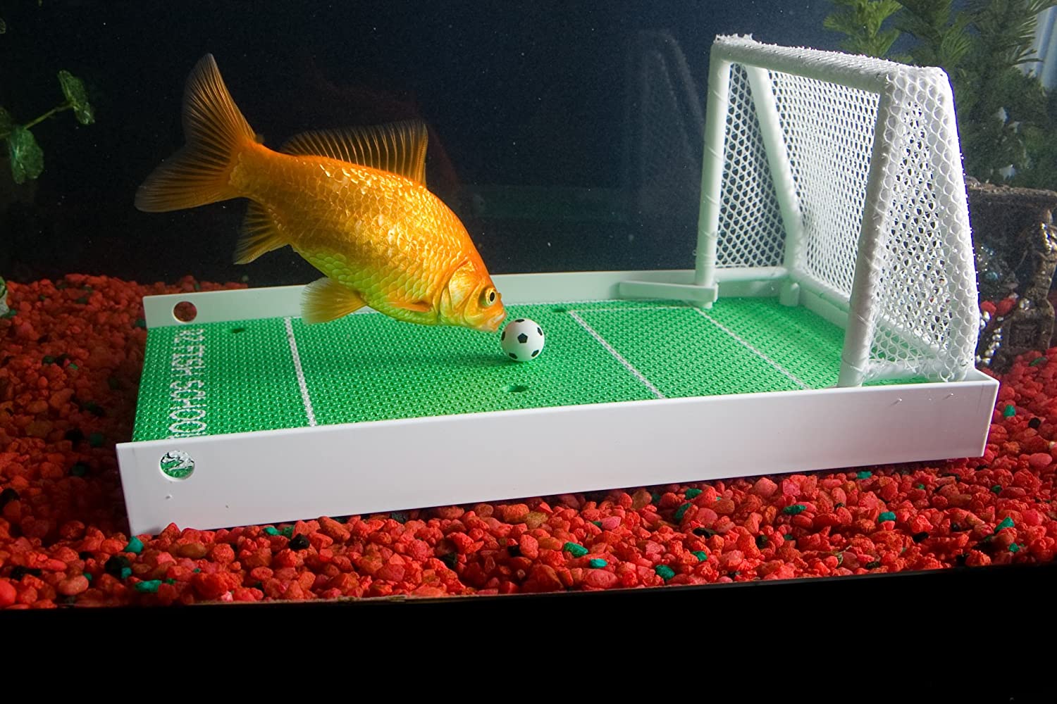 R2 Fish School Complete Fish Training Kit