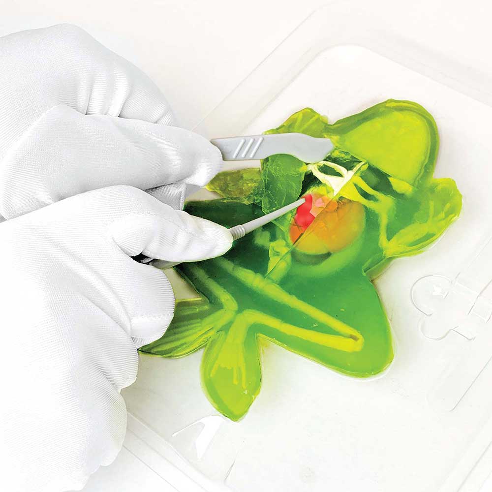 Slimy - Dissect-It Simulated Synthetic Lab Dissection STEM Toy